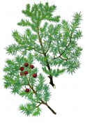 Juniperus oxycedrus 2.jpg